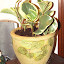 Peperomia obtusifolia - Baby Rubber Plant - `Variegata'