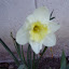 Daffodil - "Ice Follies"