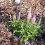 Veronica - Speedwell - "Giles Van Hees'"