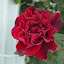 Rosa - Climbing Rose - 'Don Juan'