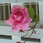 Rose - Climbing Rose - pink