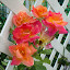 Rosa - Climbing Rose - 'Joseph's Coat'