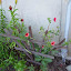 Potentilla nepalensis - Nepal Cinquefoil - 'Miss Willmott'