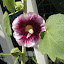 Alcea rosea - Hollyhock - "Creme de Cassis" Seeds