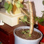 Kalanchoe - Pink