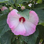 Hibiscus moscheutos - Rose Mallow, Hardy Hibiscus Seeds
