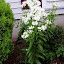 Phlox paniculata - Tall Garden Phlox - "David"