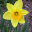 Daffodil (Narcissus) 'Red Devon'