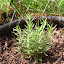 Rosemarinus officinalis - Rosemary - 'Barbeque'