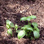 Ocimum basilicum - Italian Large Leaf Basil