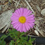 Aster alpinus 'Happy End'