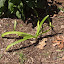 Agapanthus - Lily of the Nile