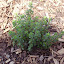 Thymus vulgaris - English Thyme