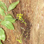 Sedum - small with yellow flowers