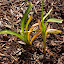 Hemerocallis - Daylily - 'Matt'