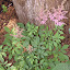 Astilbe arendsii - "Gloria Purpurea"