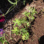 Lupine - 'Tutti Frutti Red'