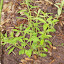 Scutellaria integrifolia - Hyssop-leaved Skullcap