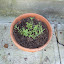 Lavandula angustifolia - English Lavender - Hidcote