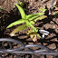 Asclepias incarnata - Butterfly Weed - "Cinderella"