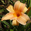 Hemerocallis - Daylily - 'Toyland'