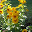 Heliopsis helianthoides - False Sunflower - 'Summer Sun'