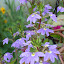 Scaevola aemula - 'New Wonder'