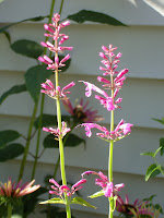 Hyssopheatwave071509