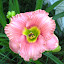 Hemerocallis - Daylily - 'Elegant Candy'