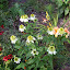 Echinacea purpurea - Coneflower - 'Coconut Lime'