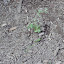 Nepeta - Catmint