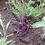 Ocimum basilicum - Purple Ruffles Basil
