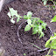 Anise Mint