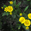 Helenium 'Canary'