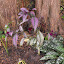 Strobilanthes dyerianus - Persian Shield