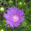 Stokesia laevis - Stoke's Aster - 'Peachie's Pick'