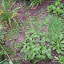 Salvia - Sage - 'Purple Rain'