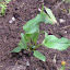 Echinacea - Yellow Coneflower 'Mac 'n' Cheese'
