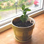 Coffea arabica nana- Coffee Diva