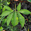 Dracunculus vulgaris - Dragon Lily, Voodoo Lily