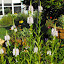 Physostegia virginiana - Obedient Plant - 'Bouquet Rose'