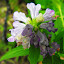 Nepeta subsessilis - Catmint