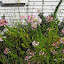 Cleome 'Rose Queen'