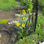 Helianthus anuum - Sunflower - 'Irish Eyes'