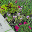 Antirrhinum majus - Snapdragon - 'Black Prince'