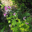 Cleome - Spider Flower - 'Violet Queen'