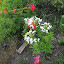 Cleome hassleriana - Cleome white