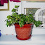 Hedera Helix - English Ivy 