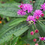Vernonia glauca - Ironweed