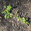 Saxifraga umbrosa - London Pride, St. Patrick's Cabbage